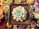Echeveria 'Derlu' 1" Succulent Plant