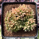 Echeveria Agavoides Crested 3" Succulent Plant