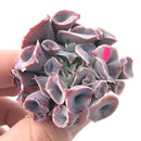 Echeveria ‘Trumpet Pinky’ 2” Rare Succulent Plant