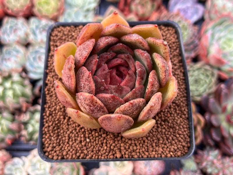 blood rose succulent Echeveria Agavoides 'Black Rose' Hybrid 2"-3" Succulent Plant