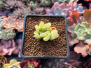 Haworthia Truncata Variegated 1"-2" Succulent Plant