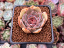 Echeveria 'Mirine' 1" Succulent Plant