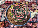 Echeveria 'Bradley' 4" Succulent Plant