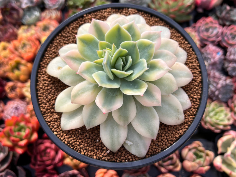 fun succulents Echeveria 'Fun Queen' Variegated 5