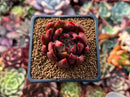 Echeveria Agavoides 'Helia' 2" Succulent Plant
