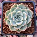 Echeveria 'Steel Heart' 2" Succulent Plant