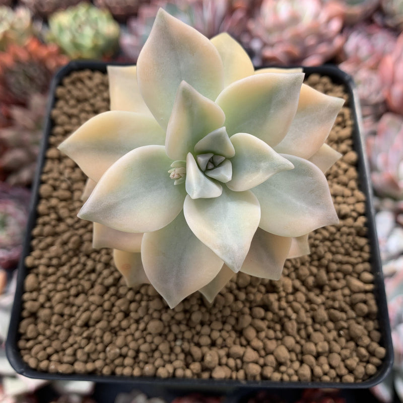 paraguayense succulent Graptopetalum 'Paraguayense' 3