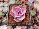 Echeveria 'Rainbow' Variegated 1" Succulent Plant
