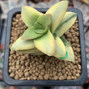 Crassula 'Springtime' Variegated 1" Succulent Plant