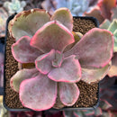 Echeveria 'Golden State' Variegated 2" Succulent Plant