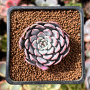 Echeveria 'Pink Zaragoza' 1" Succulent Plant