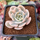Echeveria Runyonii Variegated (Aka Echeveria 'Akaihosi' Variegated) 2" Succulent Plant