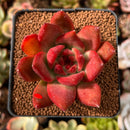 Echeveria Agavoides sp. 2" Succulent Plant