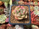 Echeveria 'White Champaign' 1" Succulent Plant