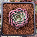 Echeveria 'Pink Ice' 2" New Hybrid Succulent Plant