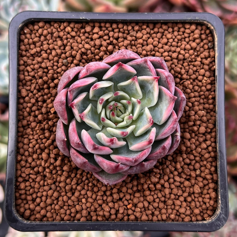 Echeveria 'Pink Ice' 2