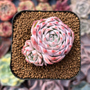 Echeveria 'Cream Rose' 1"-2" Cluster Succulent Plant