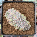 Echeveria sp. Crested 2" Succulent Plant
