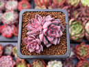 Echeveria 'Black Swan' 1" Cluster New Hybrid Succulent Plant