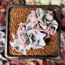 Echeveria 'Crispate Beauty' 2" Triple Headed Cluster Succulent Plant
