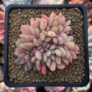 Echeveria 'Ariel' Crested 2" Succulent Plant