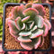 Echeveria 'Luella'Variegated 2" Succulent Plant