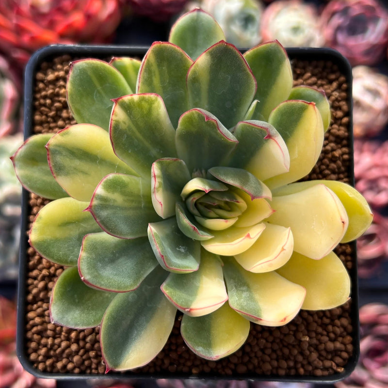 succulent echeveria pulidonis Echeveria 'Pulidonis' Variegated 3" Succulent Plant