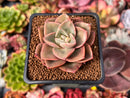 Echeveria 'Windy' 2" Succulent Plant