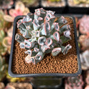Echeveria 'Pignose' *Not E. Trumpet Pinky* 1" Succulent Plant
