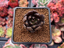 Echeveria 'Black Bird' 1" Succulent Plant