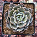 Echeveria 'German Champaign' 2"-3" Succulent Plant