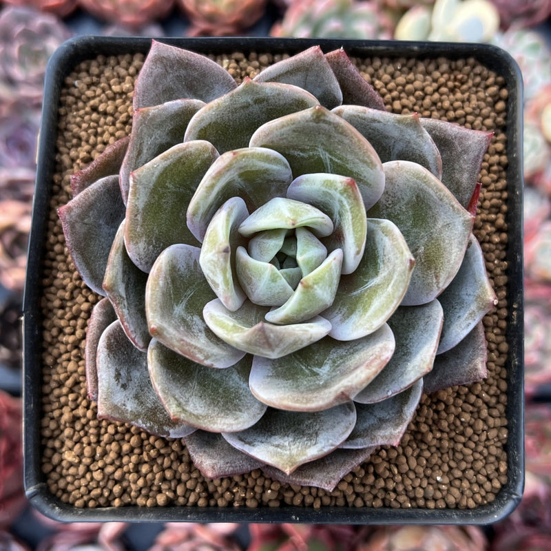 succulent german Echeveria 'German Champaign' 2"-3" Succulent Plant – True Succulents Plant Co
