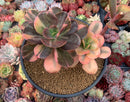 Echeveria 'Primadonna' Variegated 6" Large Cluster Succulent Plant
