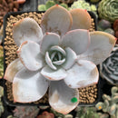 Echeveria 'White Lotus' 3" Powdery Succulent Plant