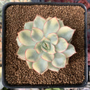 Echeveria 'Esther' Variegated 2"-3" Succulent Plant