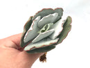 Cotyledon Undulata 'Silver Ruffles' 4" Succulent Plant