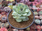 Greenovia Diplocycla 'Gigantea' 4"-5" Succulent Plant