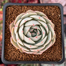 Echeveria 'Beads of Dew' 1" Succulent Plant