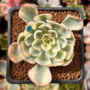 Echeveria 'Compton Carousel' 2" Succulent Plant