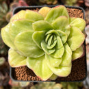 Echeveria Agavoides 'Raja' Variegated' 2" Succulent Plant
