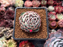 Echeveria 'Dark Minima' 1" Succulent Plant