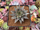 Echeveria 'Purpusorum' White Form 2"-3" Succulent Plant