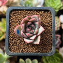 Echeveria sp. 1" Succulent Plant