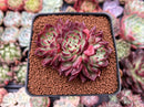 Echeveria 'Sarahime' 2"-3" Cluster Succulent Plant