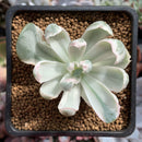 Echeveria 'Berkeley Light' Variegated 1"-2" Succulent Plant