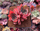 Echeveria 'Strictiflora' Hybrid 3" Succulent Plant