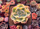 Echeveria 'Enfant' Variegated 2"-3" Succulent Plant