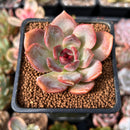 Echeveria 'Dark Chocolate' 2" Succulent Plant