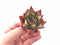 Echeveria Agavoides ‘Black Edge’ 2” Rare Succulent Plant