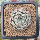 Echeveria 'Ben Badis' 1" Succulent Plant
